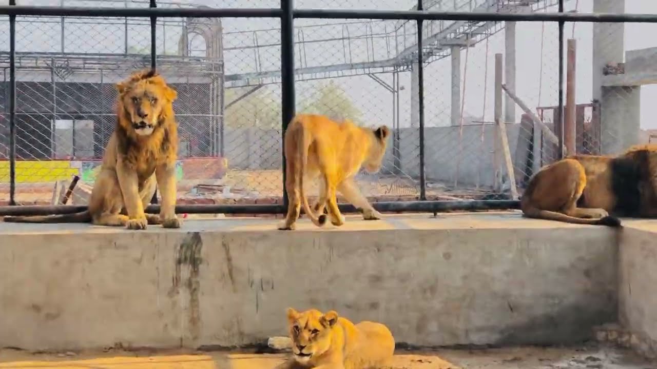 #jimcorbettwildlifeandnatureview #love #bigcats #tigerspotted #wildcats #largecats