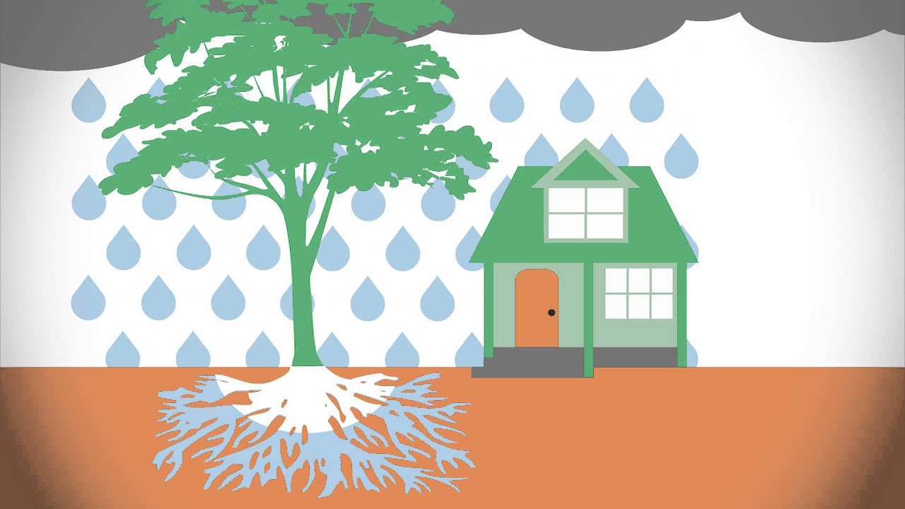 What is the Urban Forest