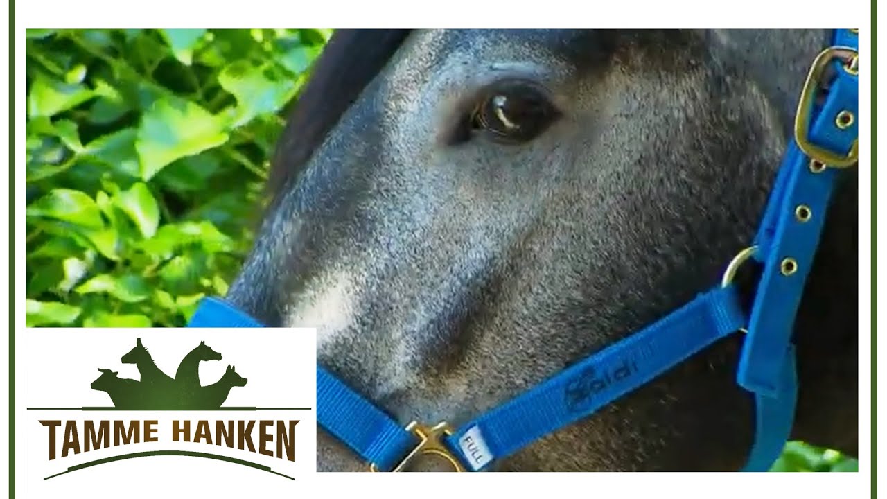 Charakter Scan innerhalb von Sekunden: Darf Anton das Pferd behandeln? | Tamme Hanken | Kabel Eins