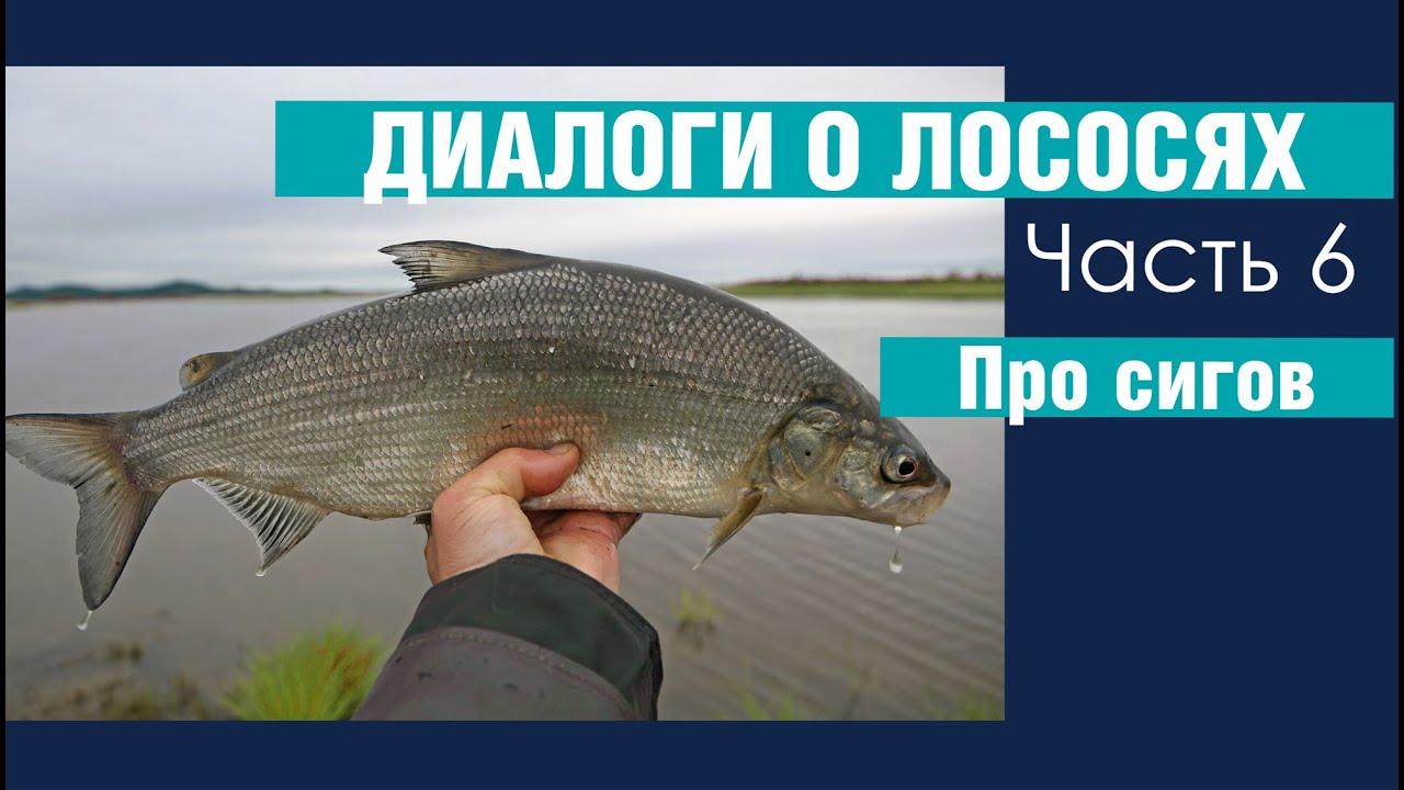 Диалоги о лососях. Часть 6. Про сигов