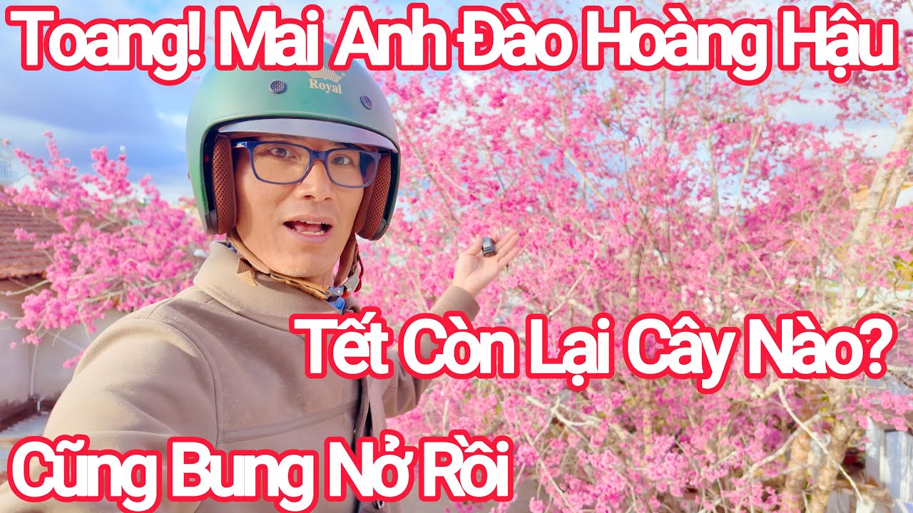 Đà Lạt Mai Anh Đào Hoàng Hậu Bung Nở Đẹp, Tết Còn Lại Gì?