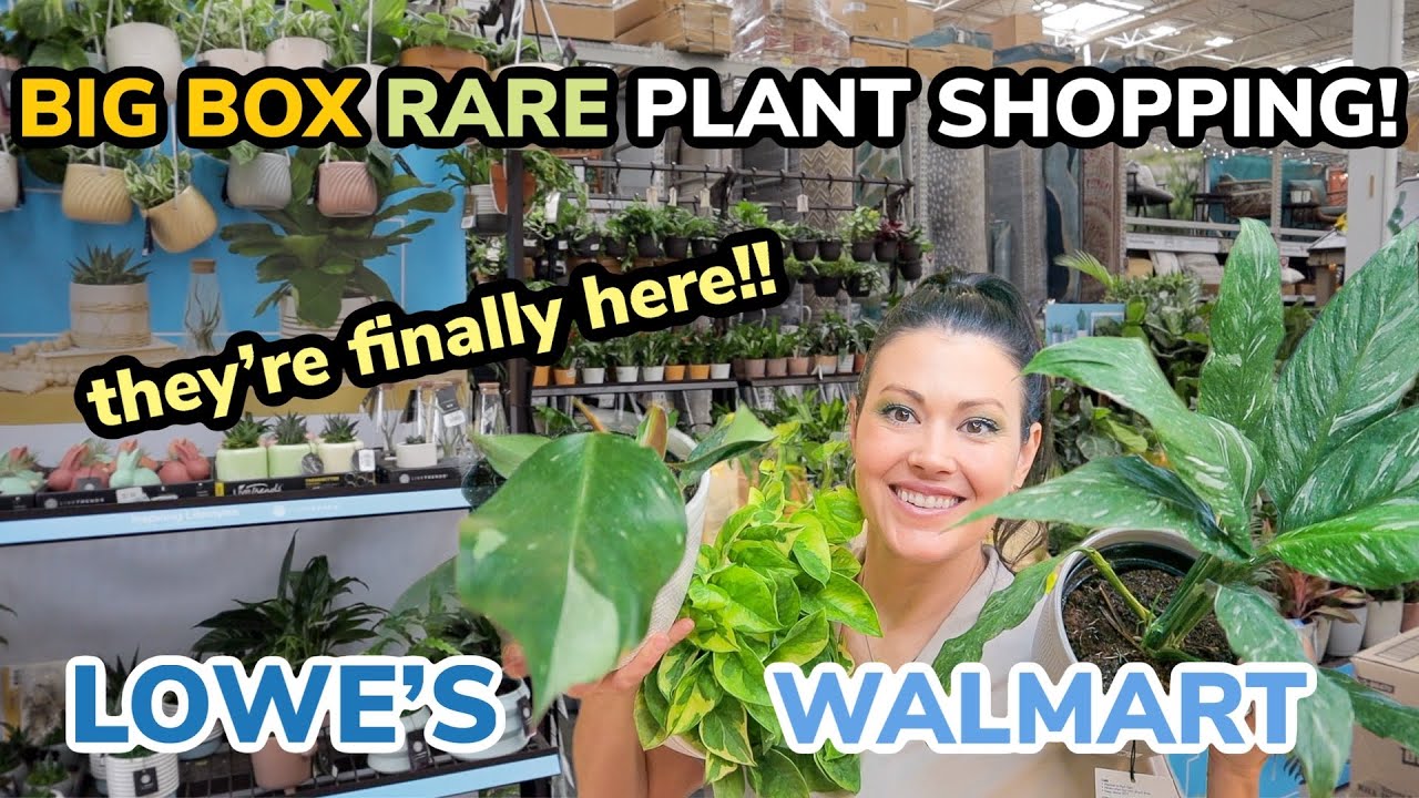 RARE Pothos, Philodendron, Peace Lily At LOWE'S & WALMART! Big Box Plant Shopping & Plant Haul