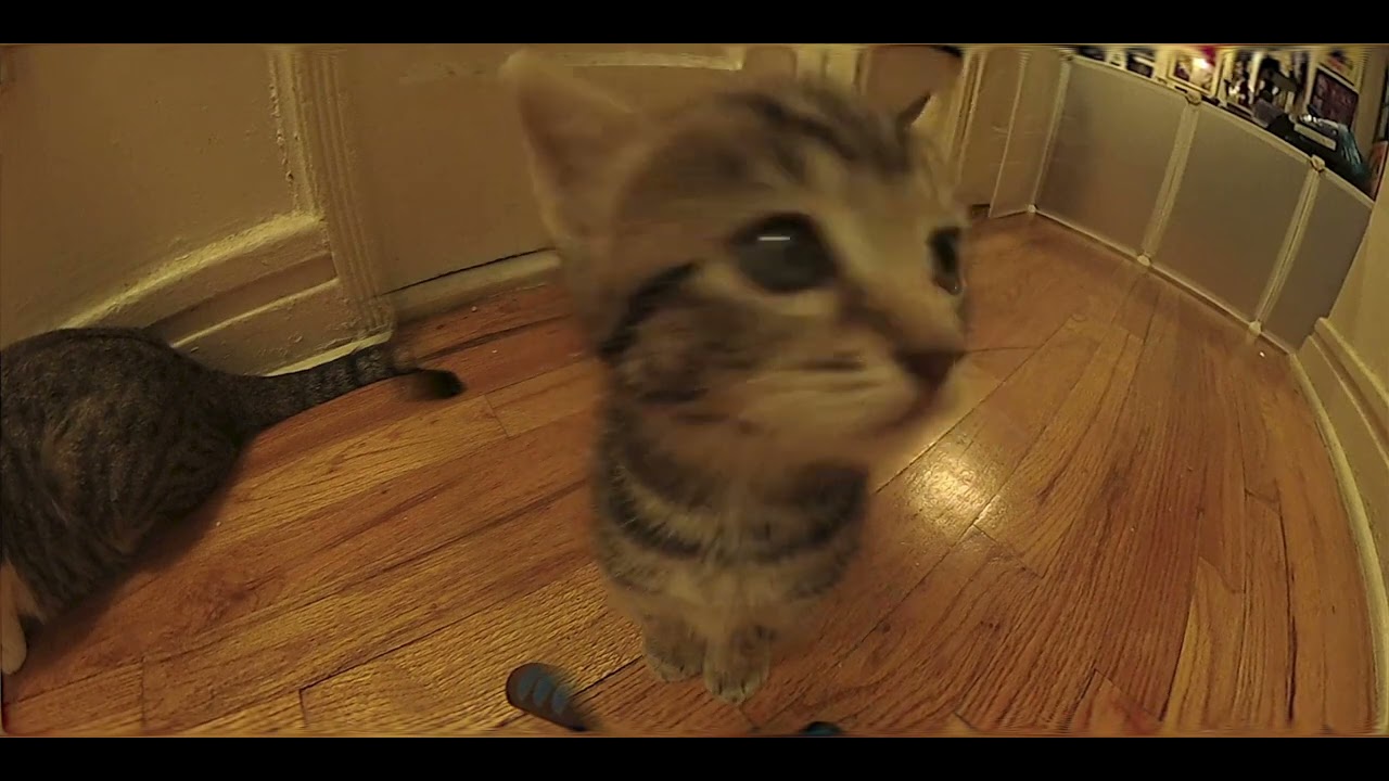 Kitties Every Day