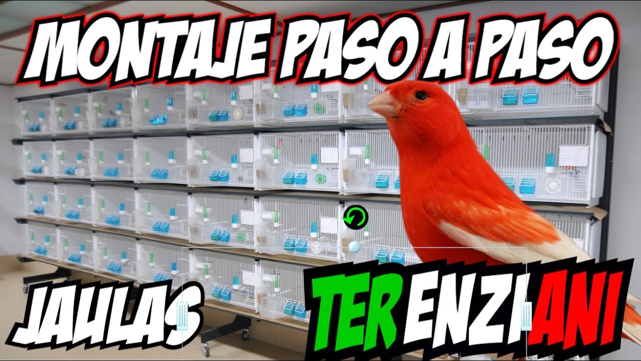 🛠MONTAJE 📑PASO A PASO 🕍JAULAS 🇮🇹TERENZIANI