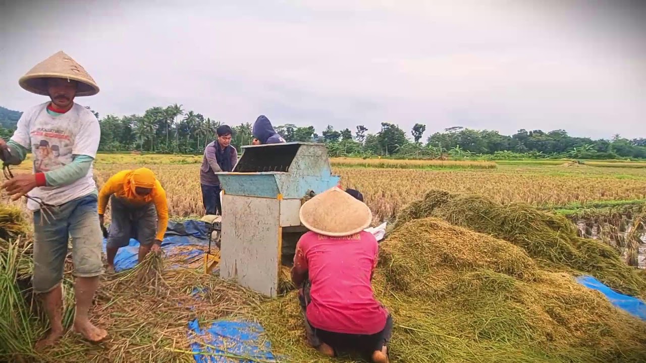 Village Tech: The Most Trusted Machine for Grain Threshing _FarmersLife _Shorts