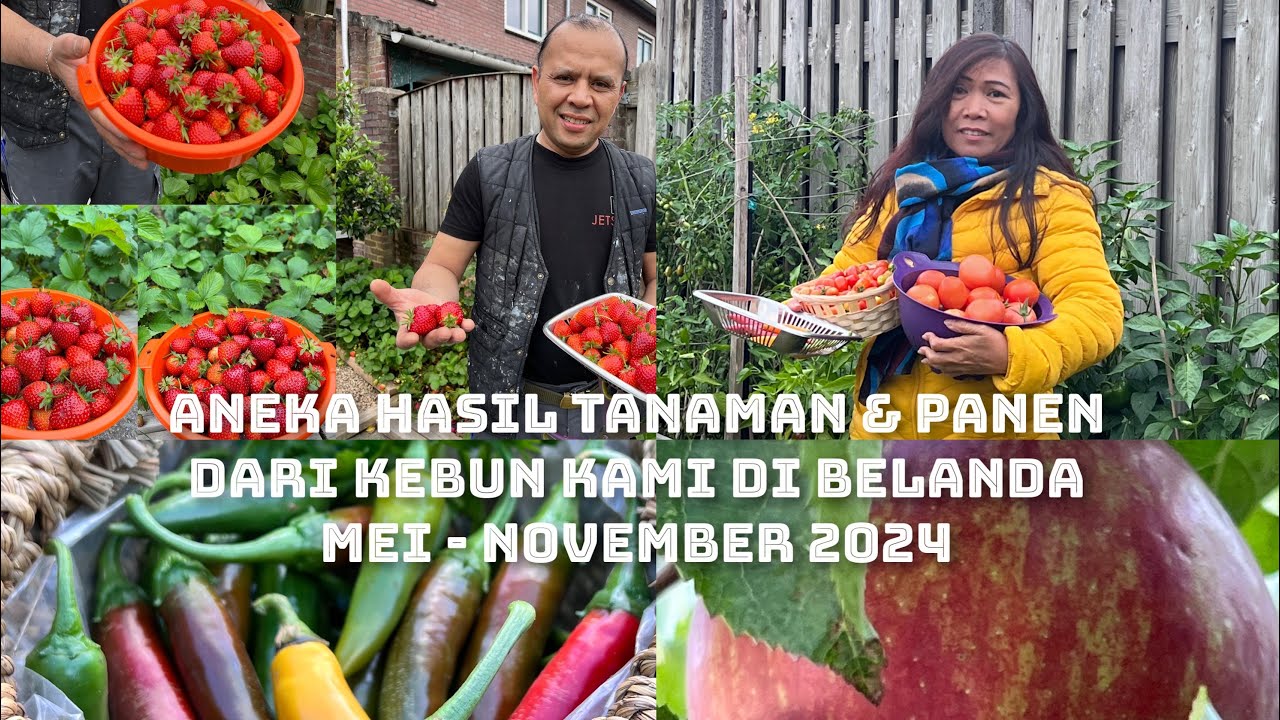 ANEKA TANAMAN DAN HASIL PANEN DARI KEBUN ORGANIK  KAMI DI BELANDA, MEI - NOVEMBER 2024