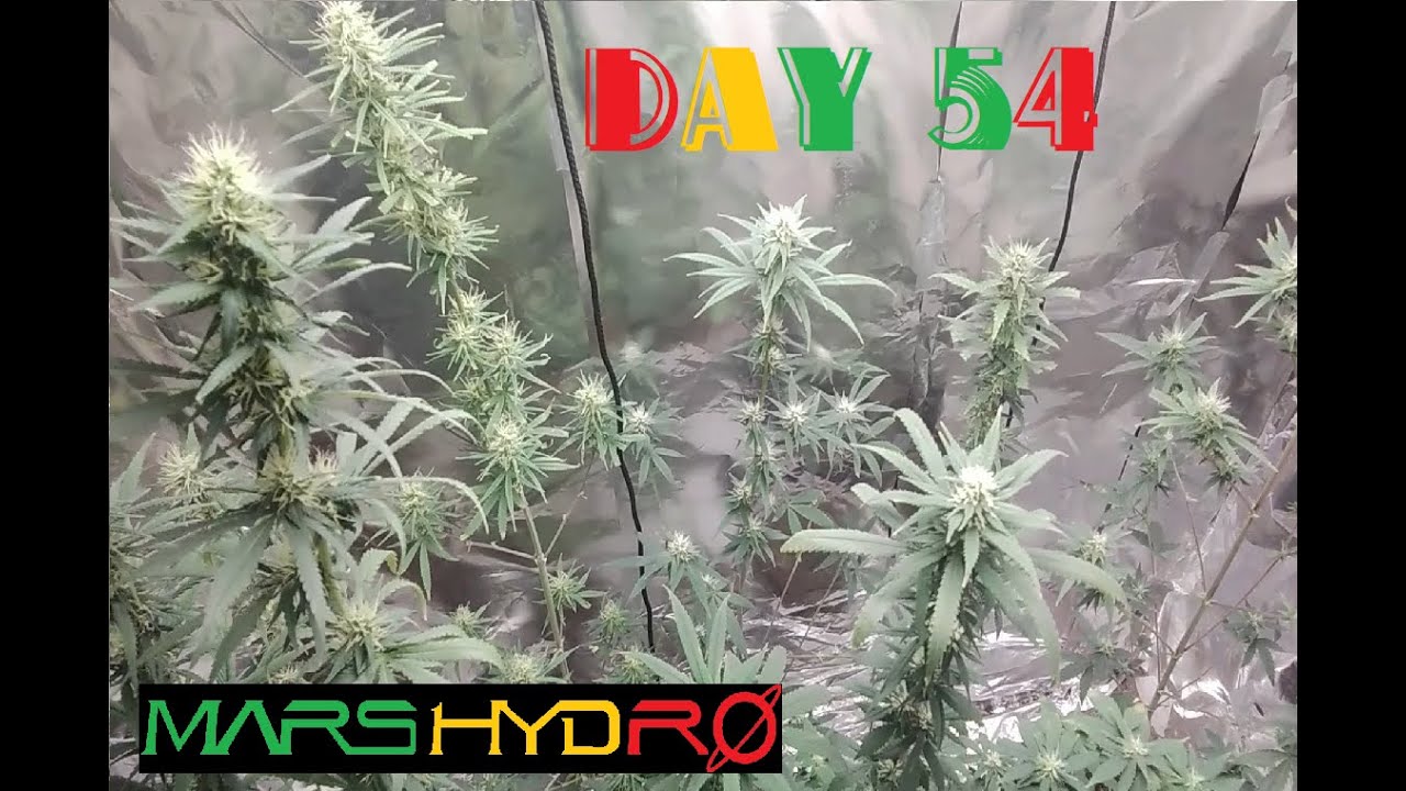day 54 end stage flowering bud grow Purple kush Mars Hydro #marshydro