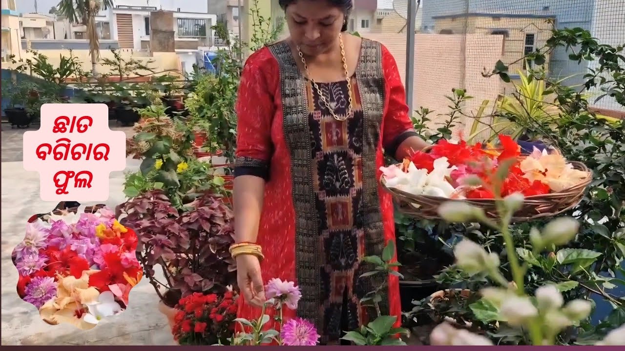 11 mar ଛାତ ବଗିଚାର ବିଭିନ୍ନ ପ୍ରକାରର ଫୁଲ  |Chhat ke upar flower garden | flower from organic Gardening 