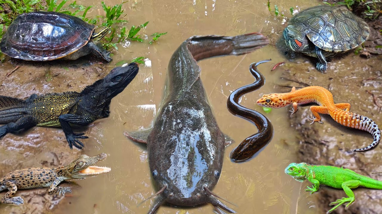 Menangkap ikan lele besar dalam lubang ada banyak hewan seram seperti kadal, buaya, ular, ikan hias