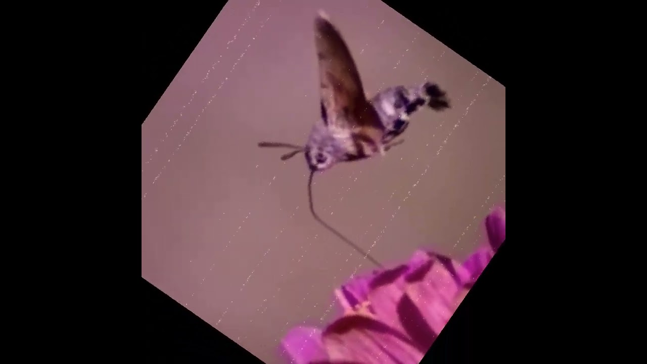Sistra - Insect Machine