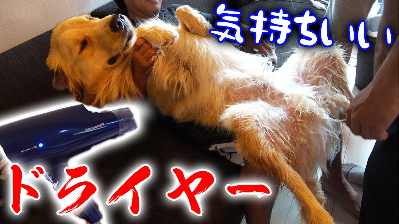 ドライヤーが好きすぎてうっとりしてしまうレトリバー
