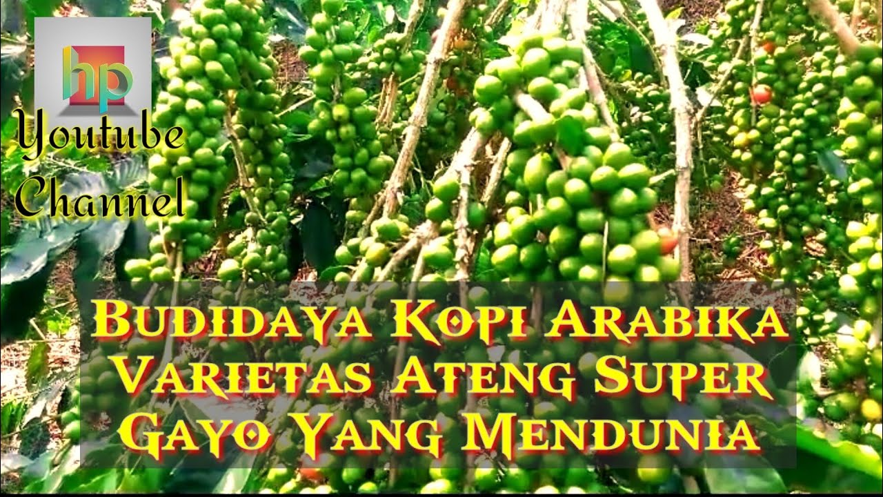 Budidaya Kopi Arabika Ateng Super Dari Gayo yang Mendunia
