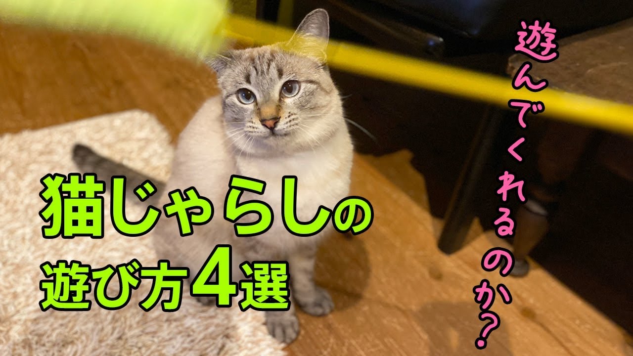 【遊び方紹介】猫じゃらしの遊び方4選！猫じゃらしは、色々遊ばせ方があるようです
