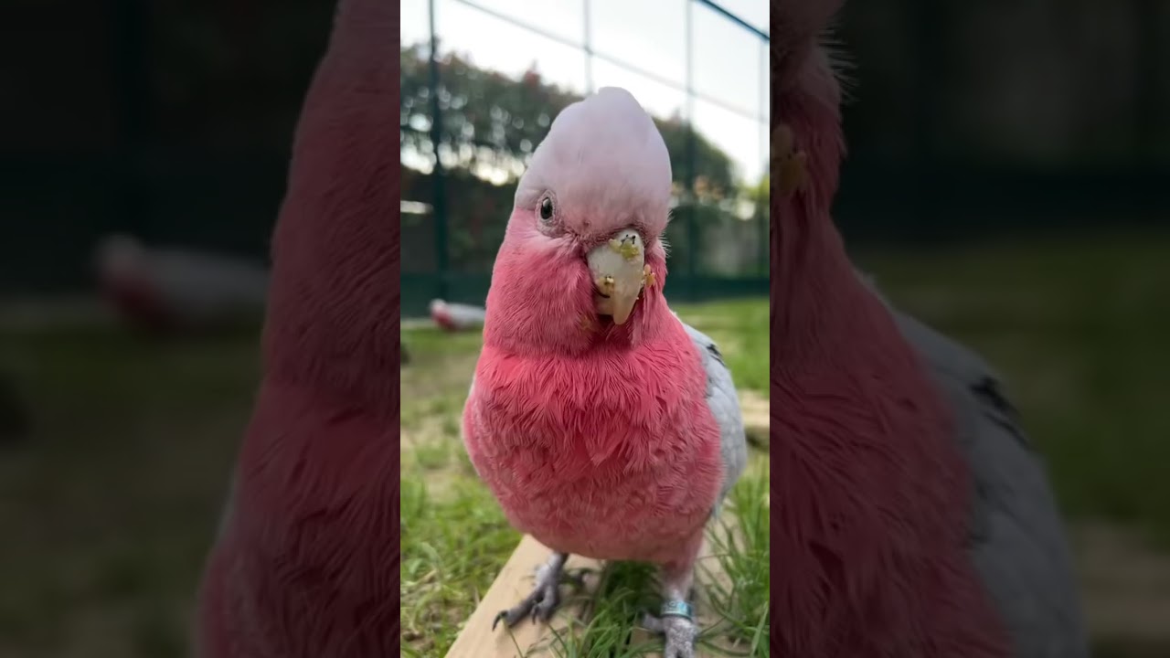 Le ph&eacute;nom&egrave;ne Rio 🤣🦜 #perroquet #animaux