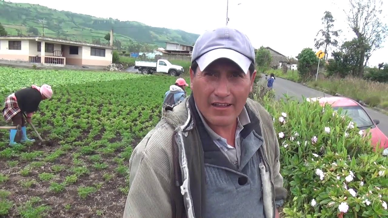 Perejil: El Secreto Verde del Cultivo.