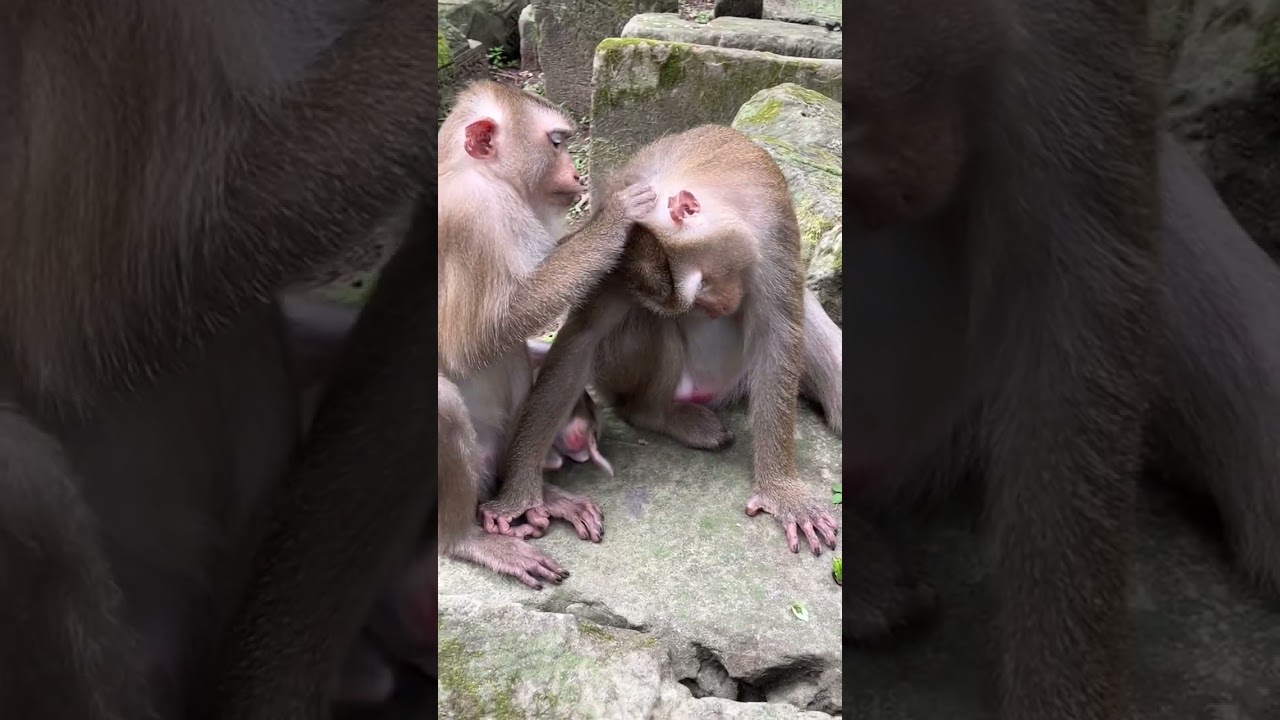 Baby Monkey Drinks Coconut Water.Fresh coconut for a baby monkey &mdash; refreshing! 🥥🐒💦 #monkey #trending