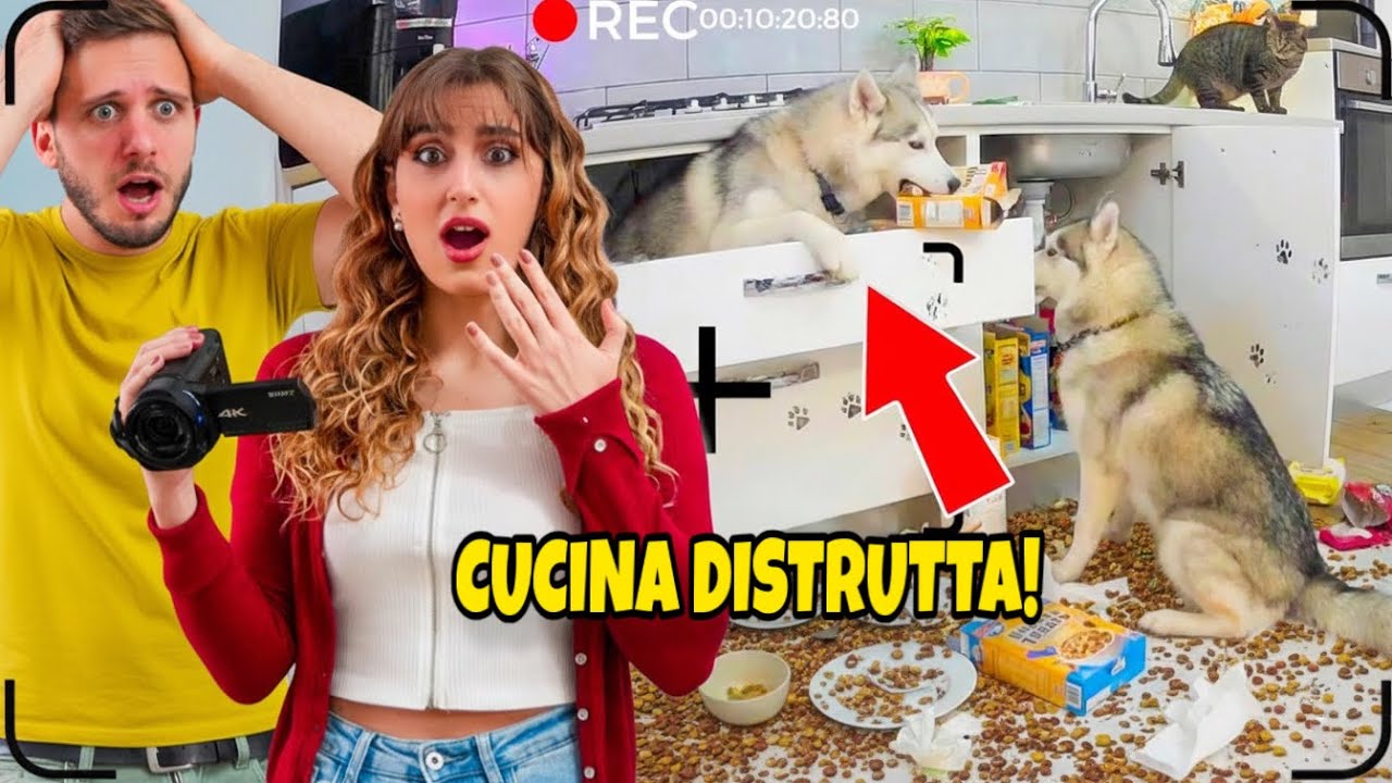 SPIAMO i nostri CANI per 24H mentre sono a CASA da SOLI! 😱🐶😳