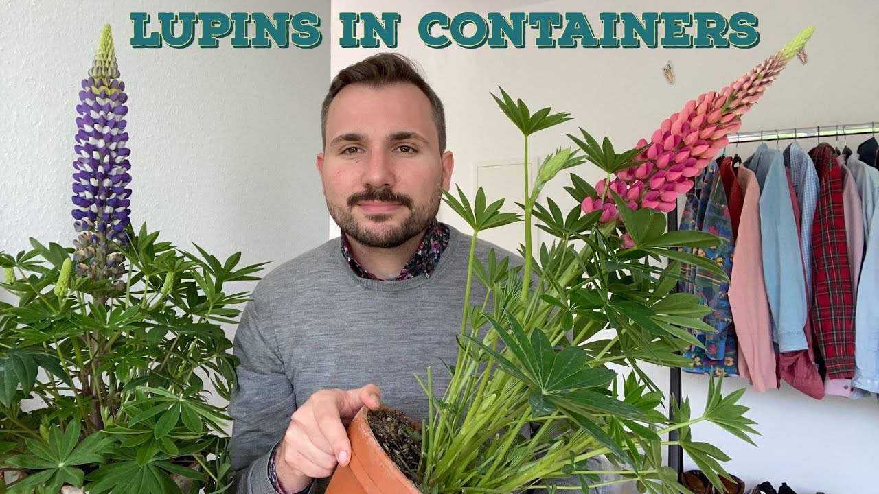Growing and Caring for Lupins in Containers