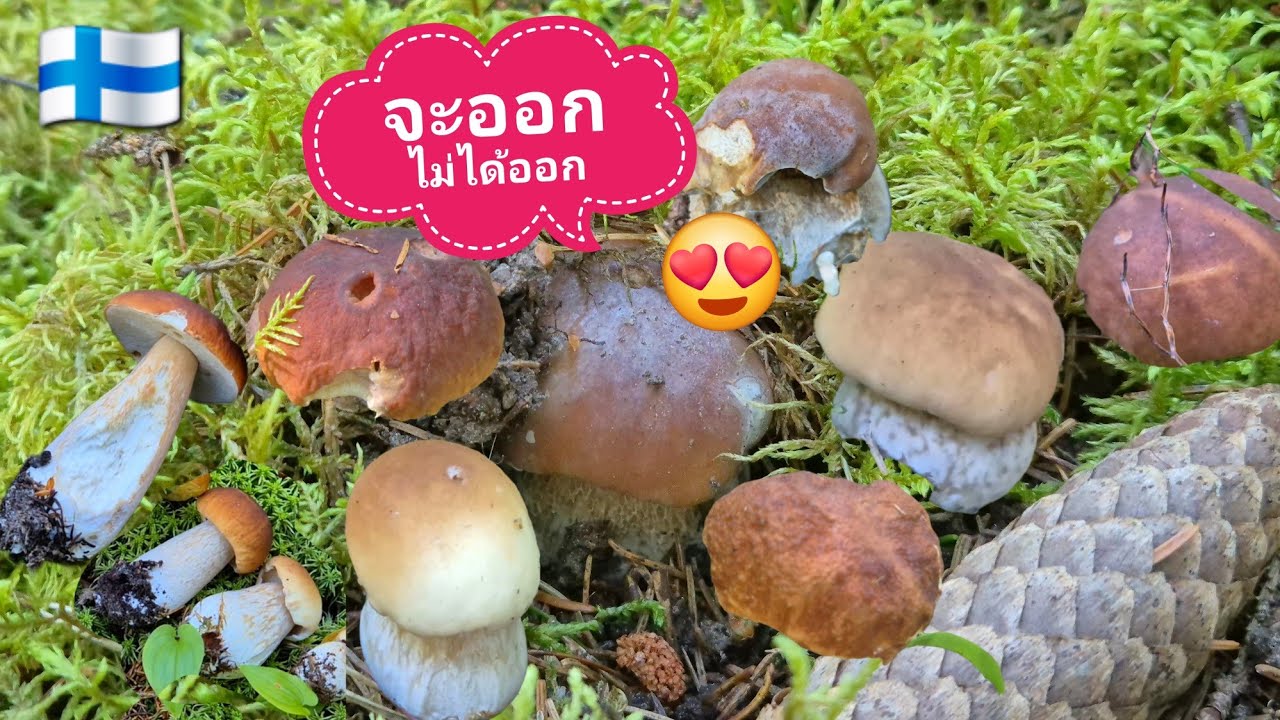 แค่ว่าจะมาเก็บเห็ดมันปูที่เจอไว้ แต่น้อนเห็ดผึ้งหวานนนน😍😍😍 20.8.2025 🇫🇮