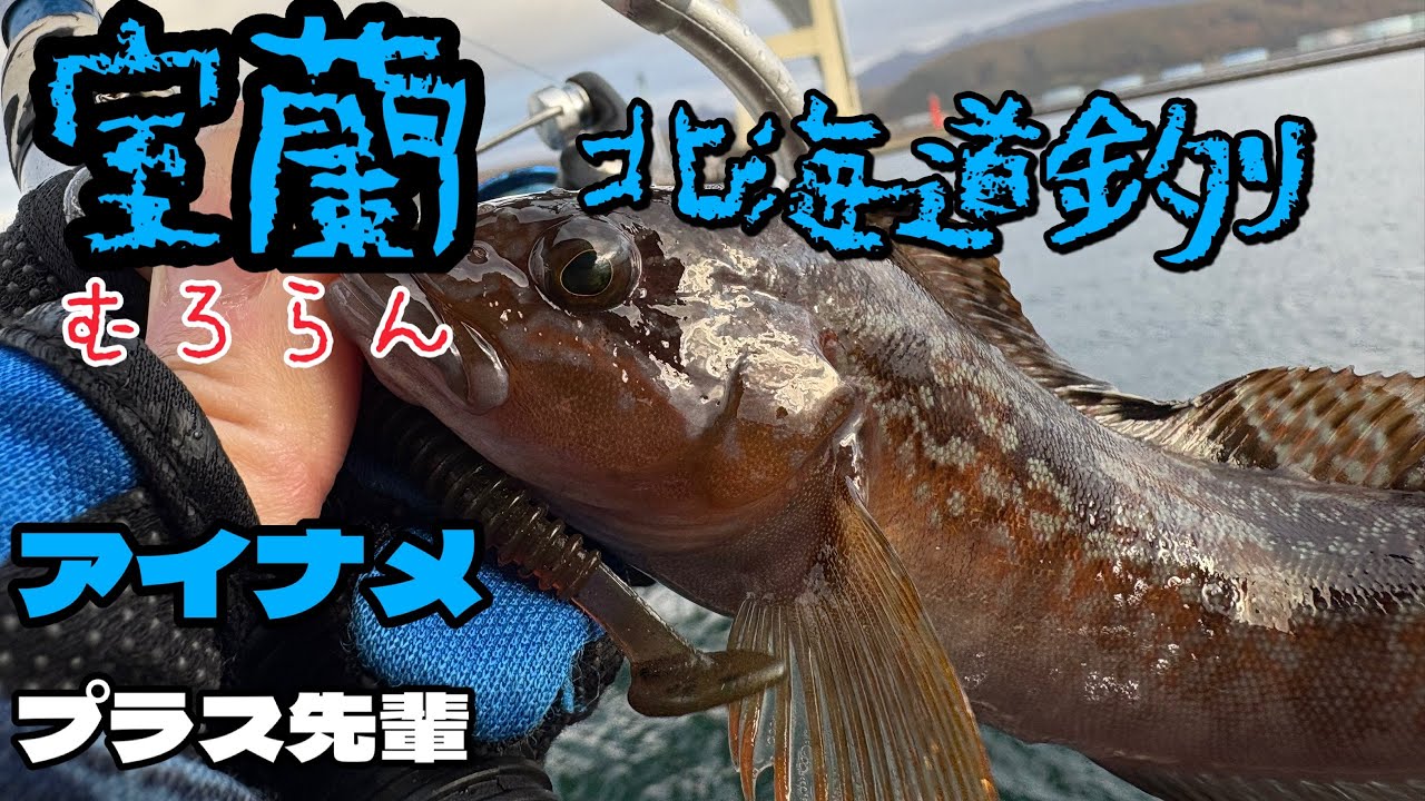 室蘭は根魚の聖地🎣アイナメ👍🏻