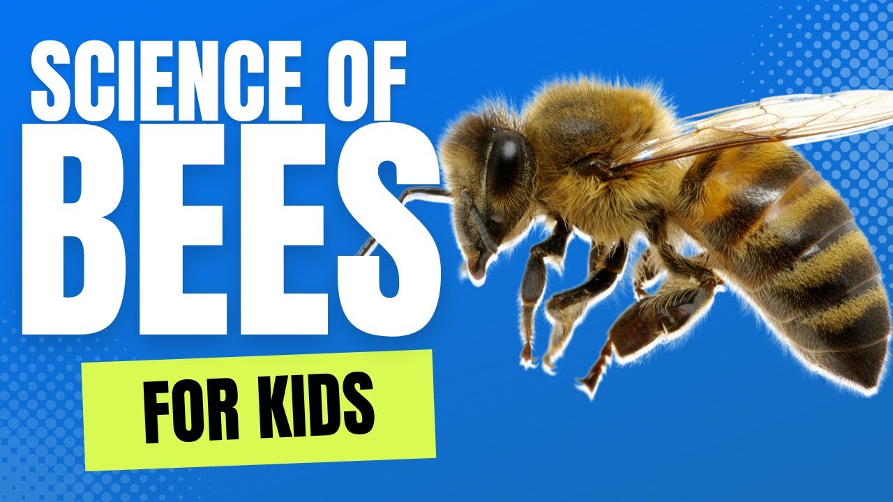 The Science of Bees For Kids by Little Lab | Educational Videos for Toddlers