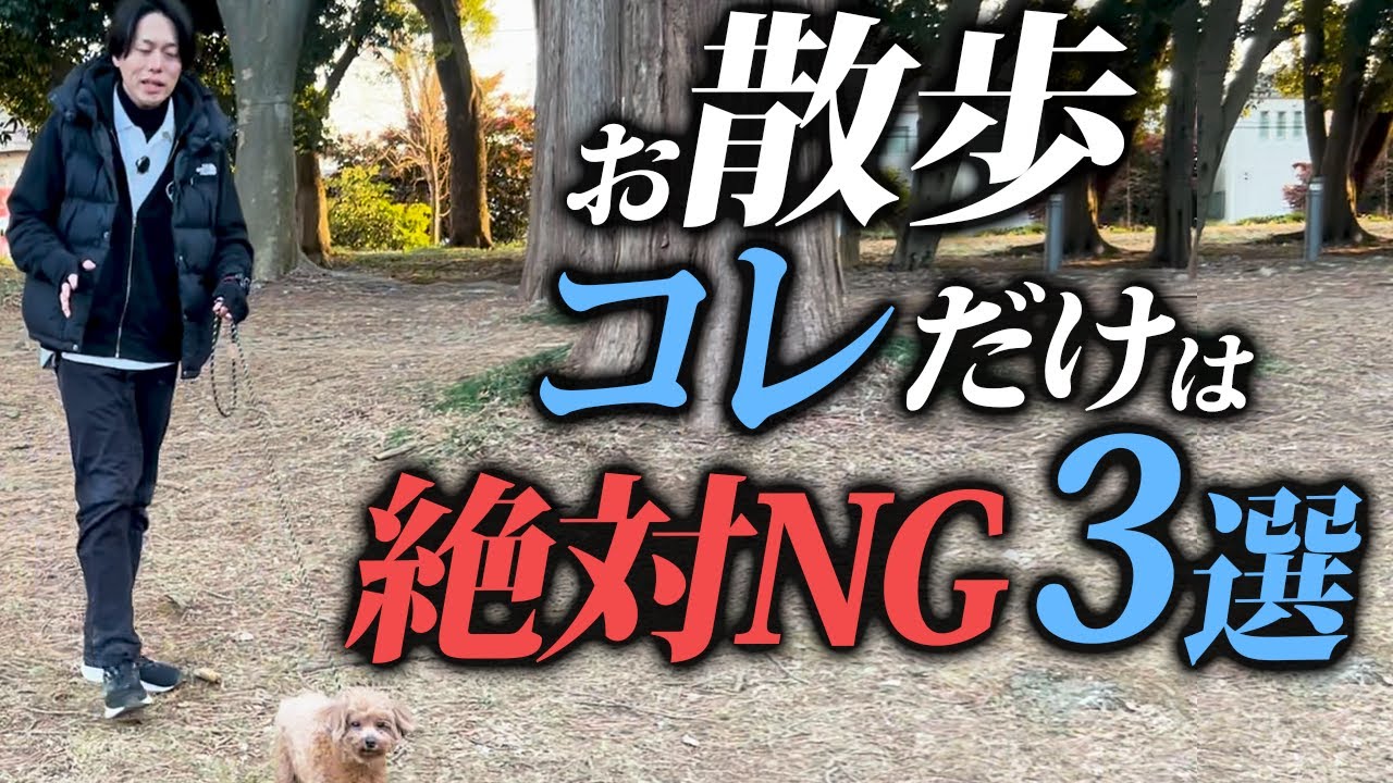 【本音で話す】愛犬とのお散歩トラブルの原因3選を警察犬ドッグトレーナーが解説