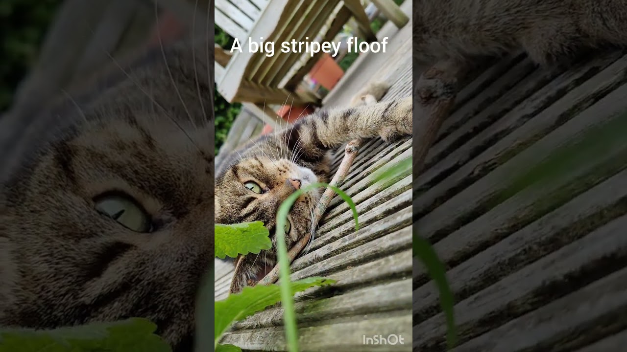 whats this...?     #shorts #floofycat #catlover #petshorts #catshorts