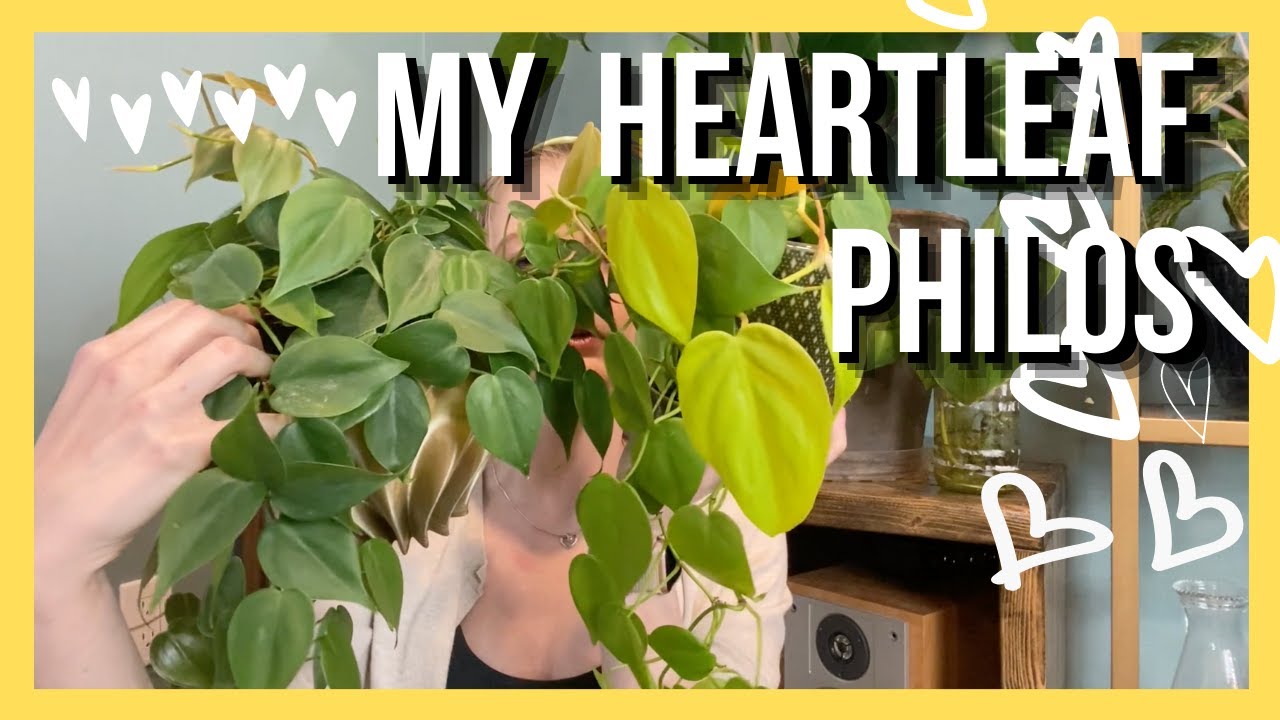 Heartleaf Philodendron (hederaceum) Collection  ||  Soiled Plant