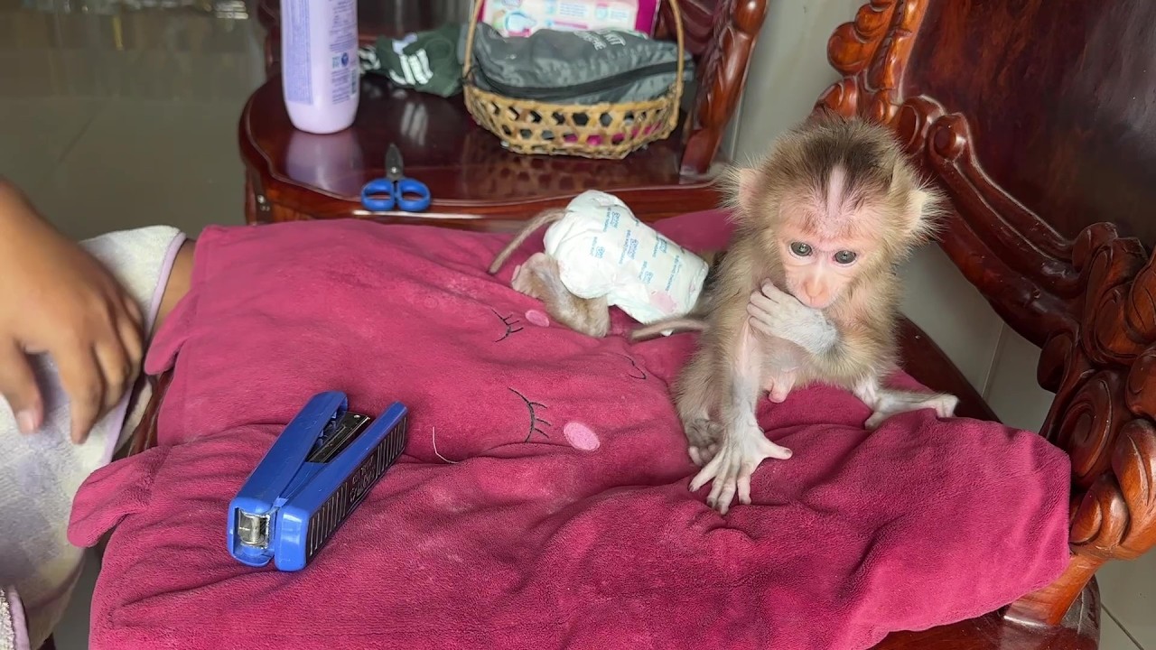 Today dad take a bath for baby Monkey