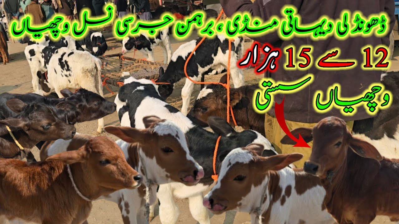 January 15, highest milking cow market information || jursi brahman sahiwal cholistani Gaye mandi 