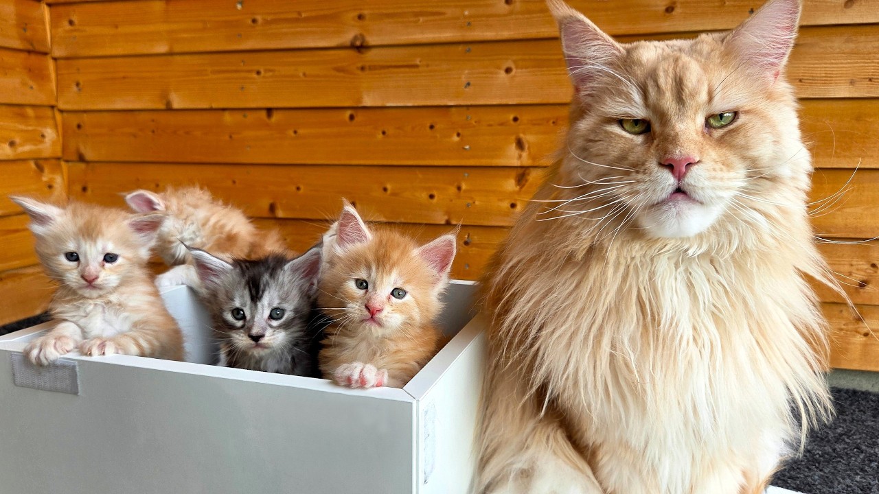 Uncle Buster Gets 7 Kittens For His Birthday?!