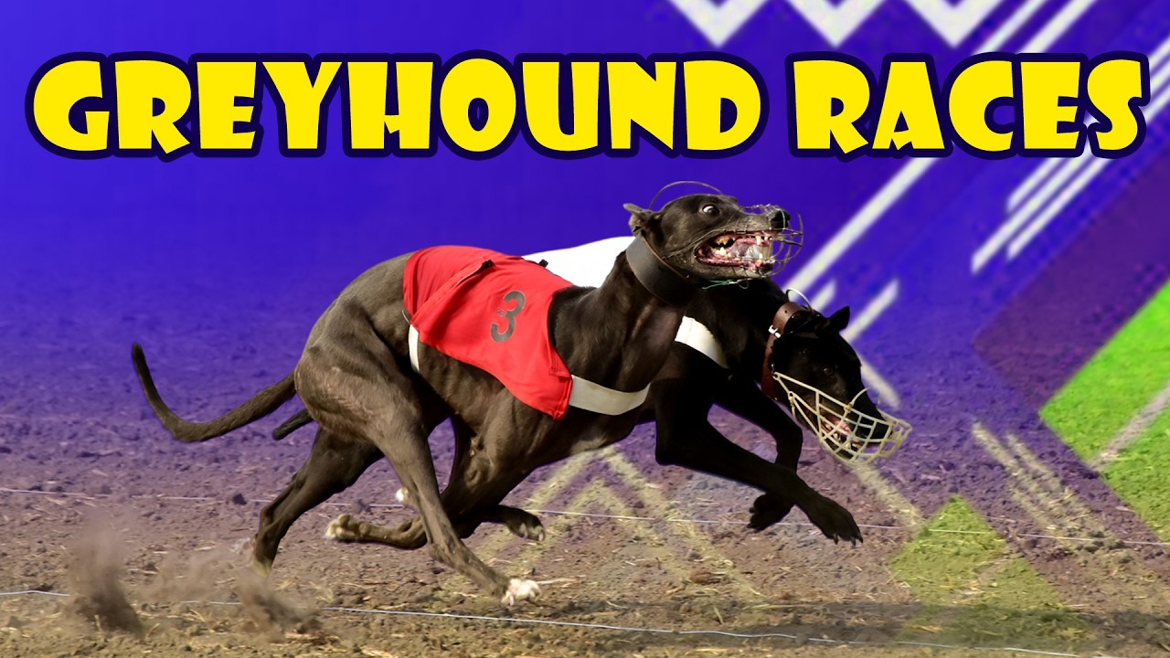 🔴LIVE | WORLD GREYHOUND DOG RACING | FLAT RACE 440 Feet 2026/02/16 #38