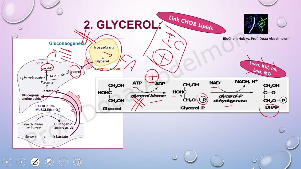 Gluconeogenesis