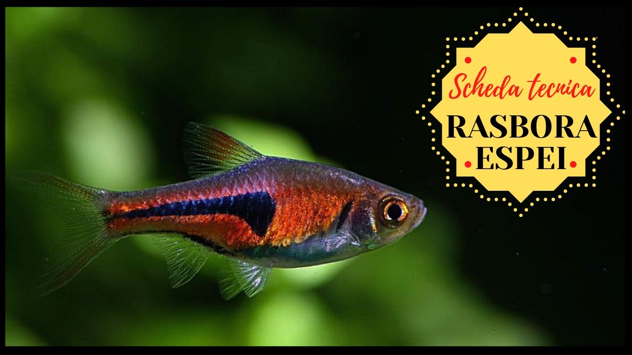RASBORA 🐠 Trigonostigma Espei Scheda Tecnica