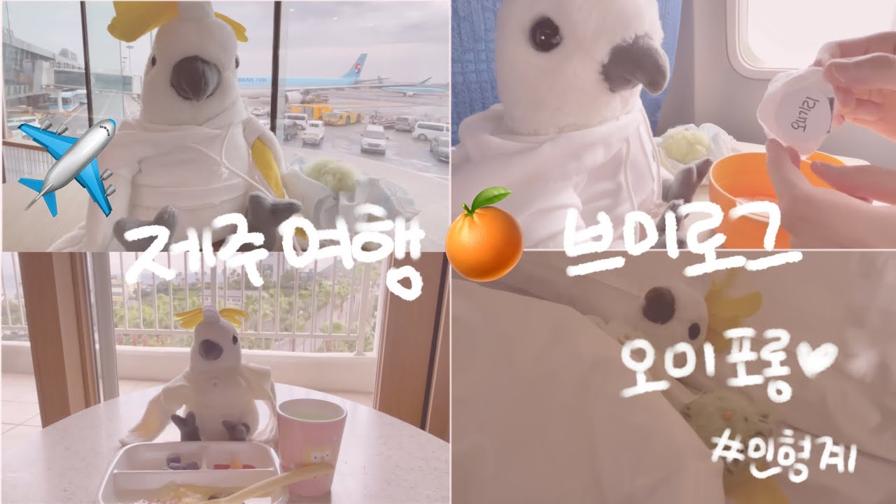 🍊제주 여행 브이로그✈️ #인형계 비행기 #기내식 #브이로그 #제주 #바다 