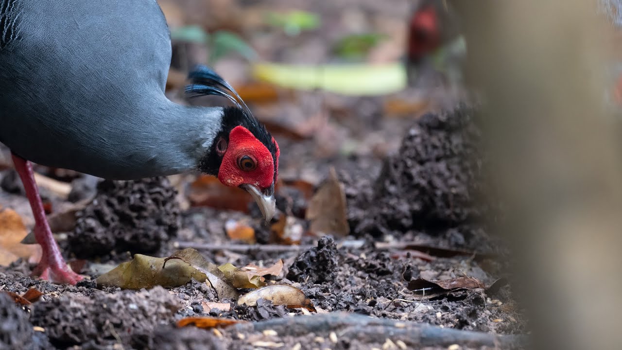 Episode 2: Siamese Fireback | Big flock of Siamese Fireback feeding | Beautiful Fireback Bird |
