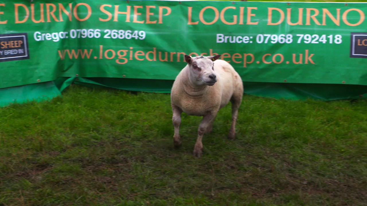 Lots 114 - 128 Durno Beltex Shearling Rams