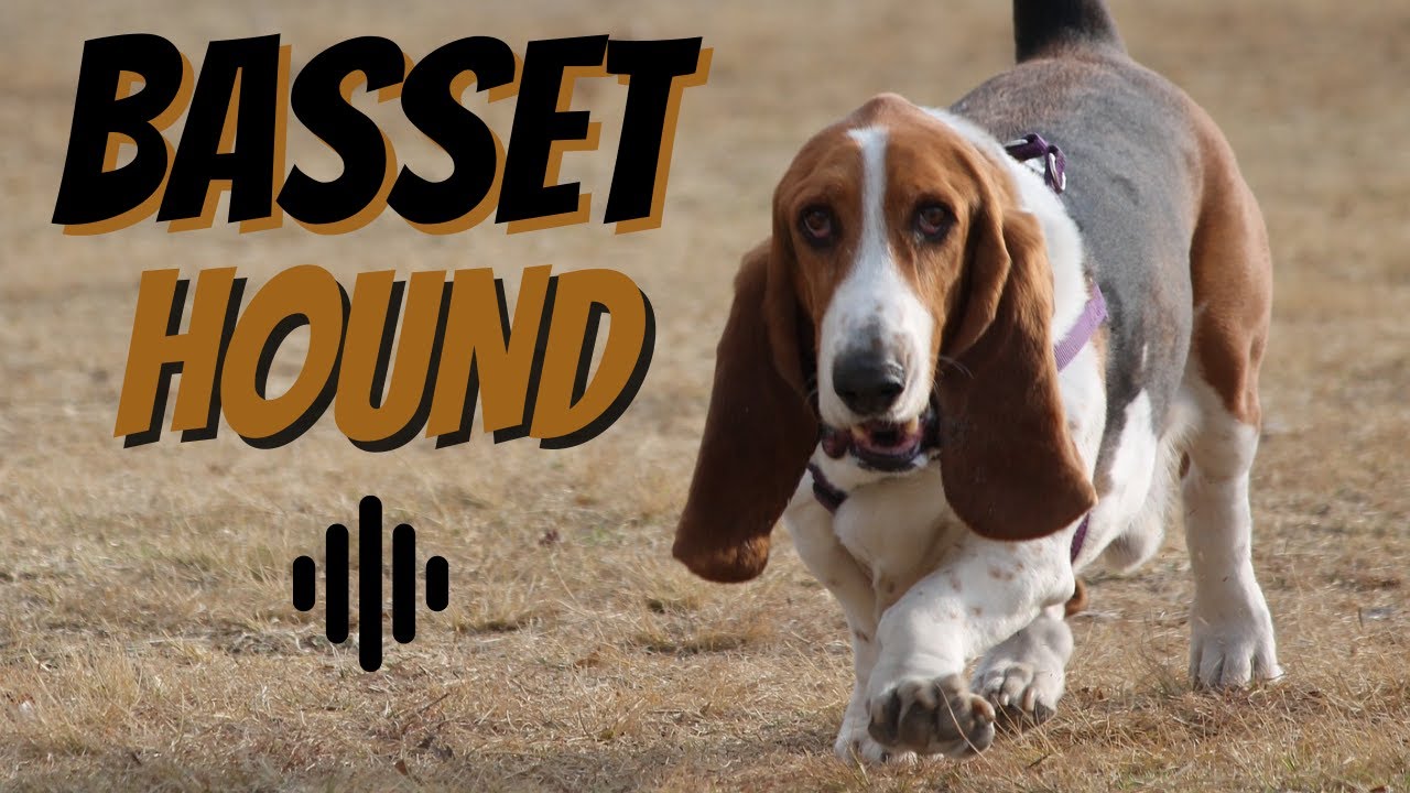 Basset Hound sound.