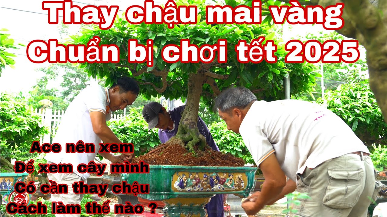 thay chậu mai v&agrave;ng chuẩn bị chơi tết 2025