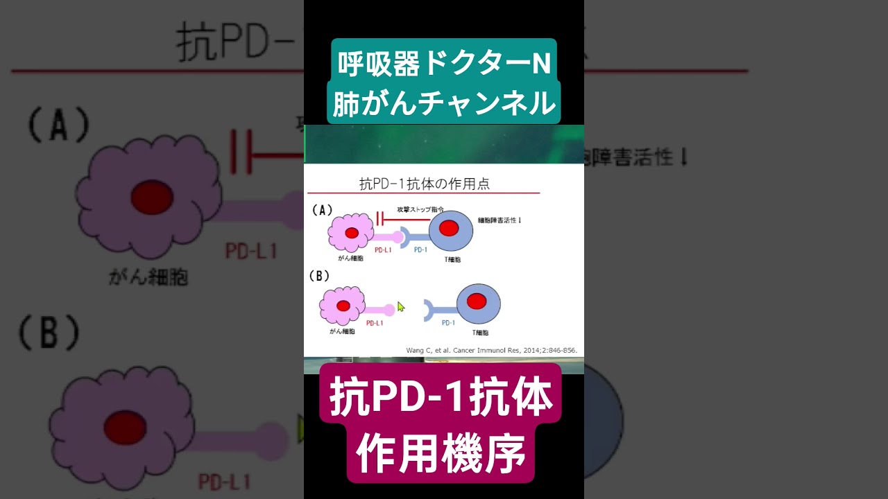 抗PD-1抗体の作用機序　#肺がん #抗PD-1抗体 #免疫チェックポイント阻害薬 #呼吸器ドクターn