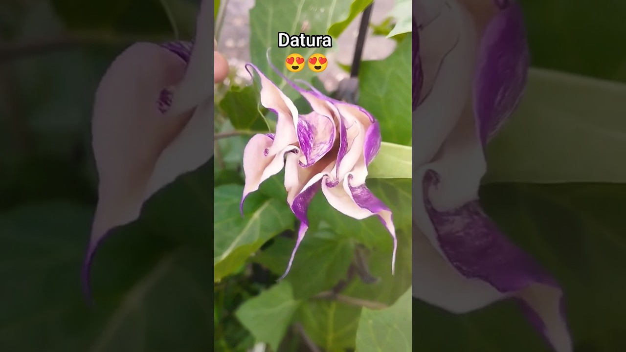 #Datura
