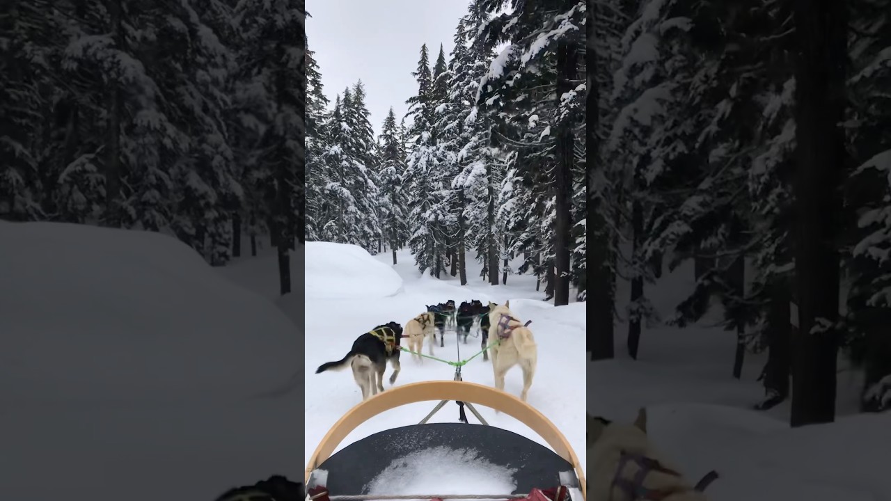 Such a magical dog sled forest ride!! #dog #forest #inspire #dogs #dogsledding #nature #peace