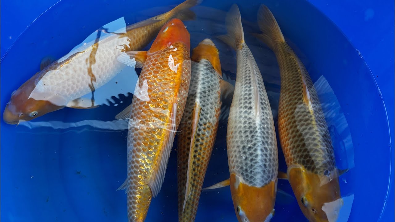 Golden Corn Harvest - 60cm Nisai Challenge Results!