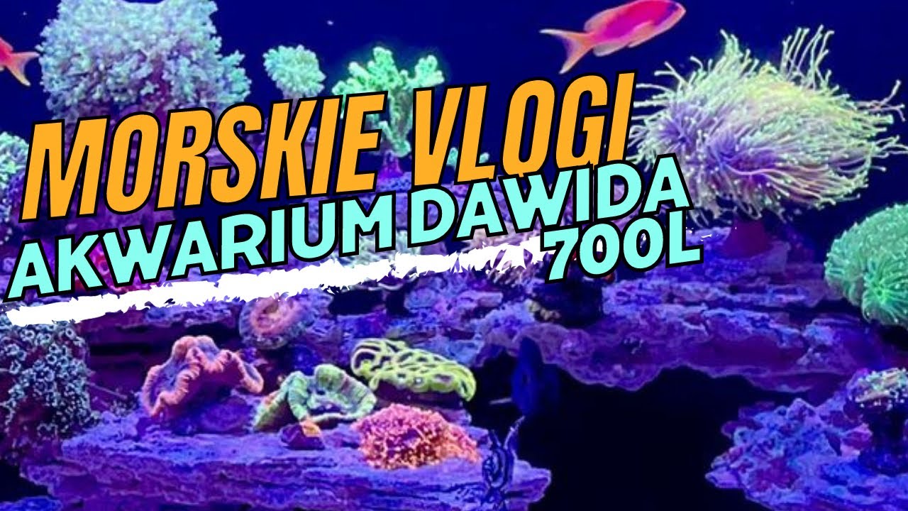 Co tam u mnie? Plus AKWARIUM MORSKIE 700l - ODCINEK SPECJALNY #akwarium