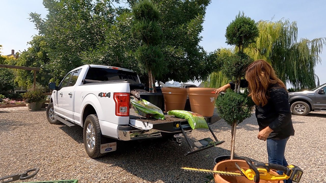 Found an Awesome Deal on Topiary to Replace Some Dead Ones! 🥴👍💚 // Garden Answer
