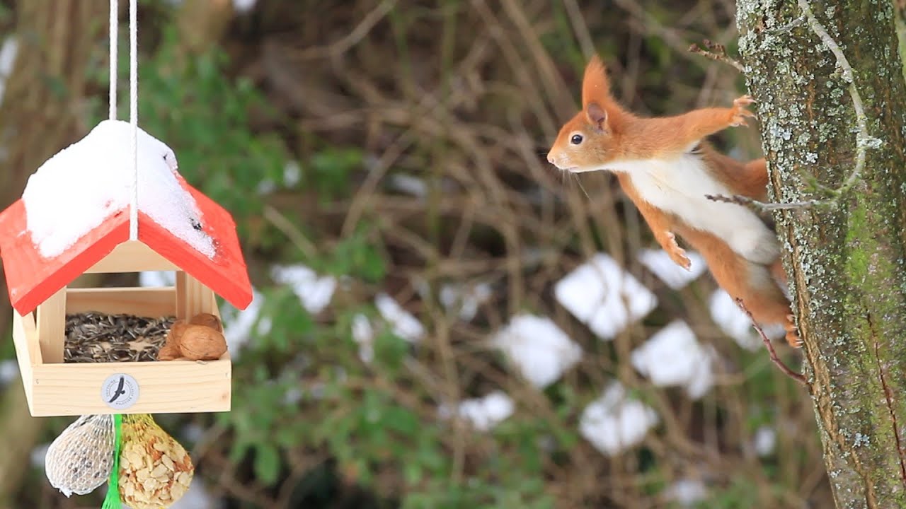 Eichhörnchen kommt nicht an die Nuss
