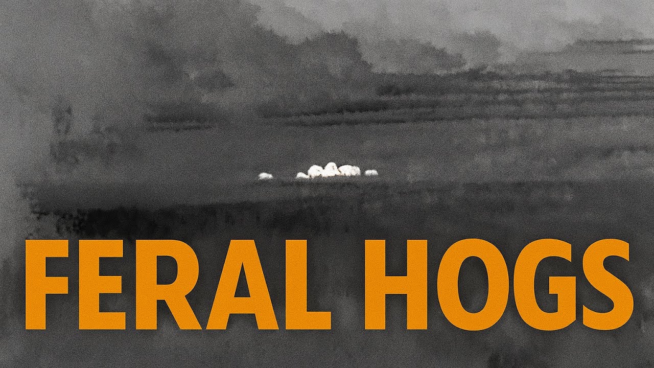 Wenn Waschbären zur Schwarzwildjagd antreten – Unglaubliche Nachtaufnahmen!