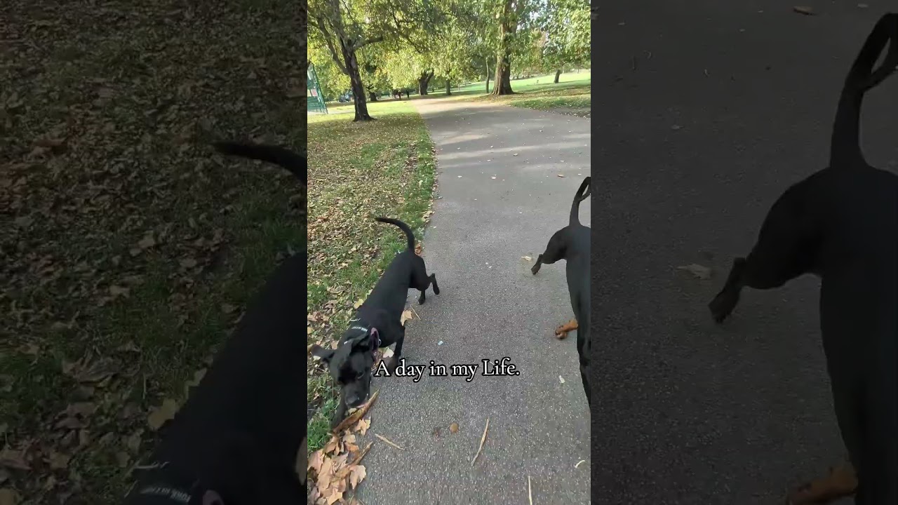 A DAY IN MY LIFE ✨ #dogtrainerlife#dogcoach#dogfriends#dogboarding#dogtraining