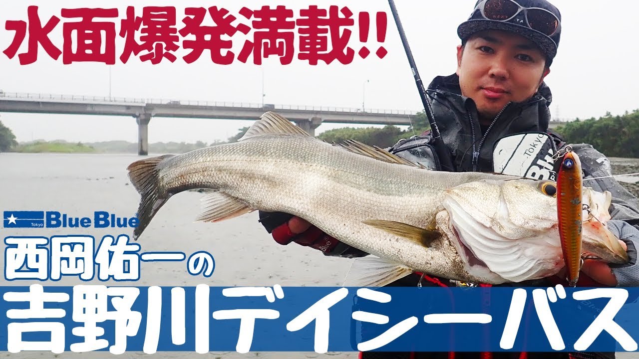水面爆発！！吉野川シーバスを西岡佑一が攻略する！！