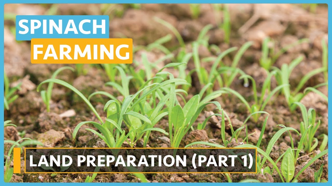 Spinach Farming (Lesson 5) - Land Preparation Part 1